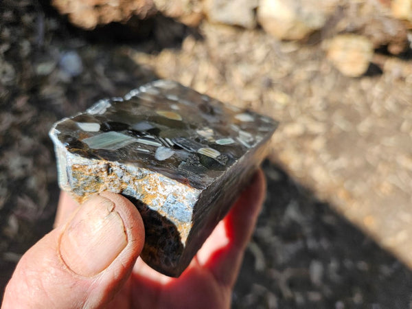 Black Jasper Conglomerate B218
