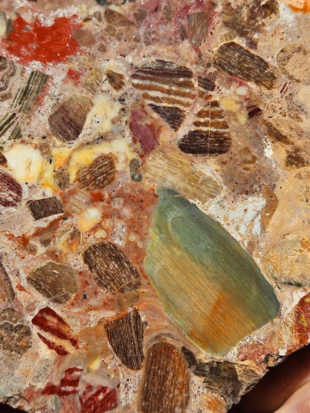 Polished Marillana Conglomerate slab MC116