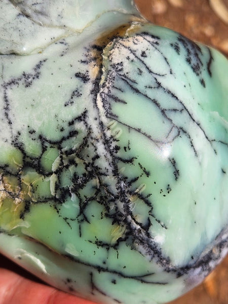 Contour Polished Chrysoprase CHC105