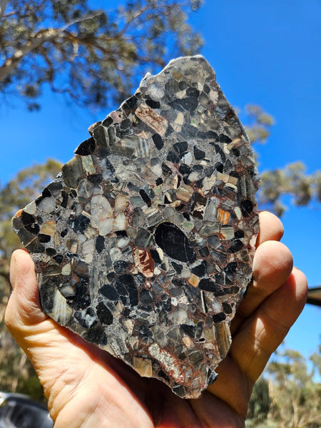 Black Jasper Conglomerate slab B224