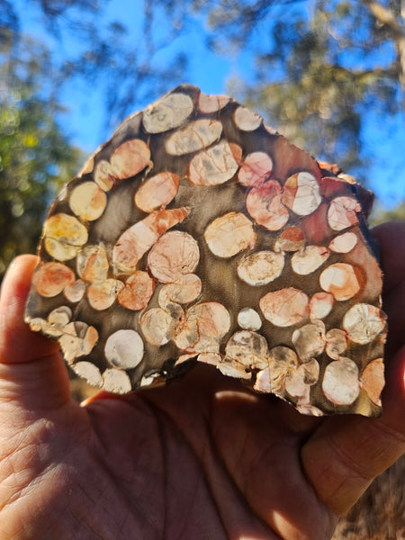Peanut Wood