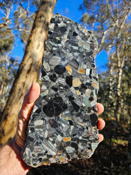 Black Jasper Conglomerate slab B225