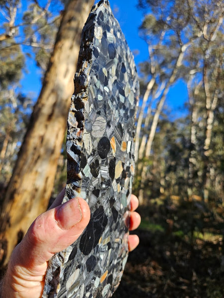 Black Jasper Conglomerate slab B225