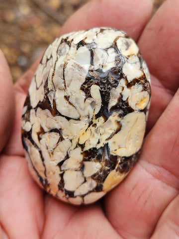 Tumble polished Peanut Wood PWT121