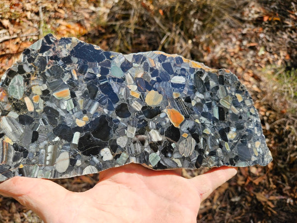 Black Jasper Conglomerate slab B229