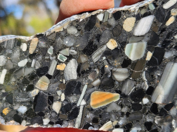 Black Jasper Conglomerate slab B230