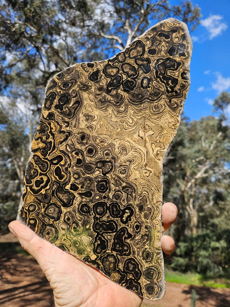 Polished fossil stromatolite from Bolivia. BST105