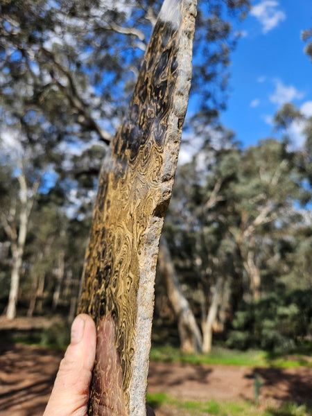 Polished fossil stromatolite from Bolivia. BST105