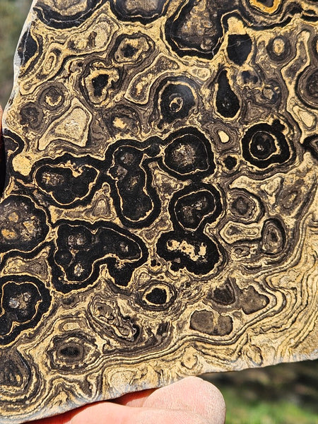 Polished fossil stromatolite from Bolivia. BST105