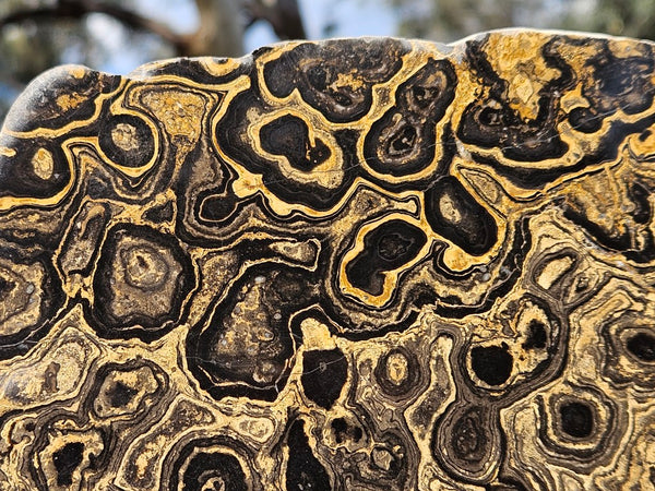 Polished fossil stromatolite from Bolivia. BST105