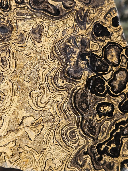 Polished fossil stromatolite from Bolivia. BST105
