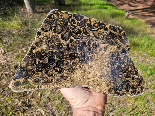 Polished fossil stromatolite from Bolivia. BST105