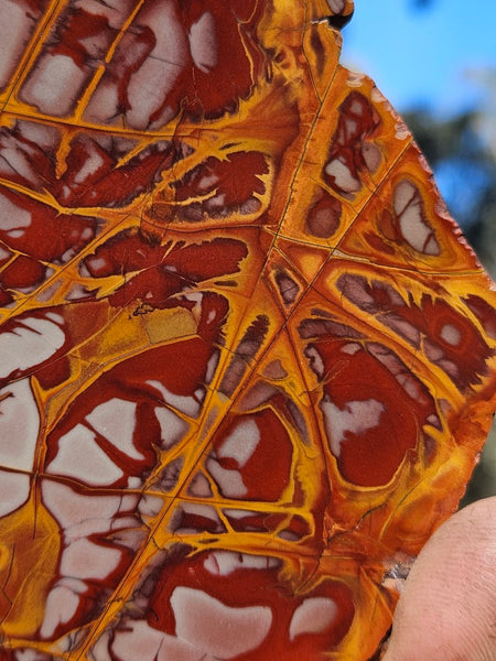 Polished Noreena Jasper slab. NJ490