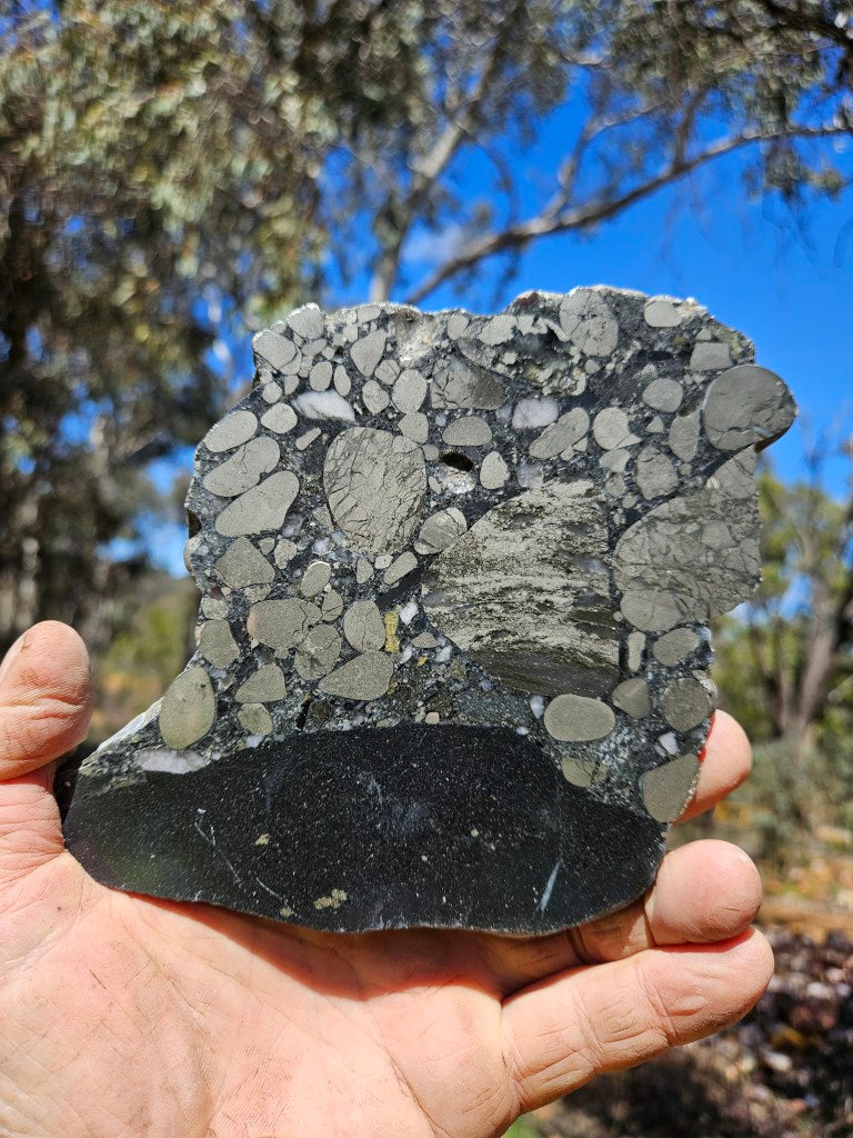 Polished Beaton's Creek auriferous conglomerate slab BC107