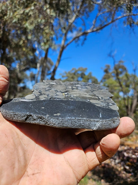 Polished Beaton's Creek auriferous conglomerate slab BC107