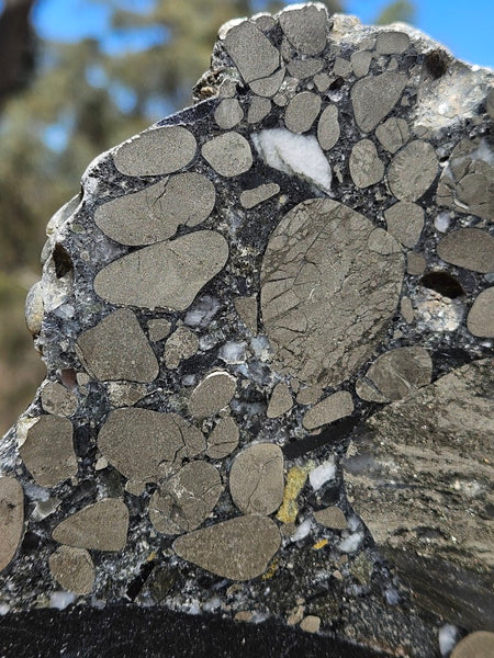 Polished Beaton's Creek auriferous conglomerate slab BC107