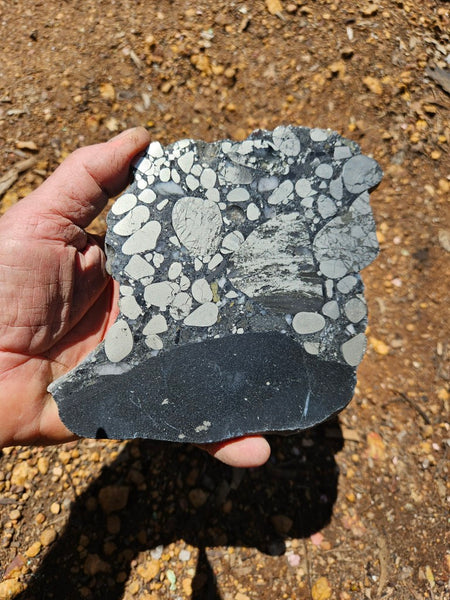 Polished Beaton's Creek auriferous conglomerate slab BC107