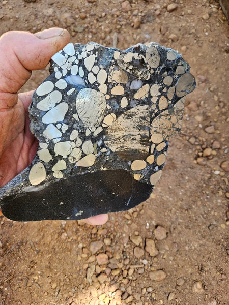 Polished Beaton's Creek auriferous conglomerate slab BC107
