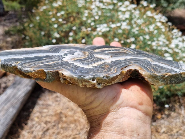 Polished Wyloo Agate slab WA134