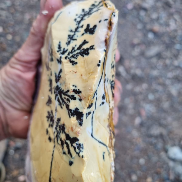 Dendritic Mookaite rough.  MKR 203