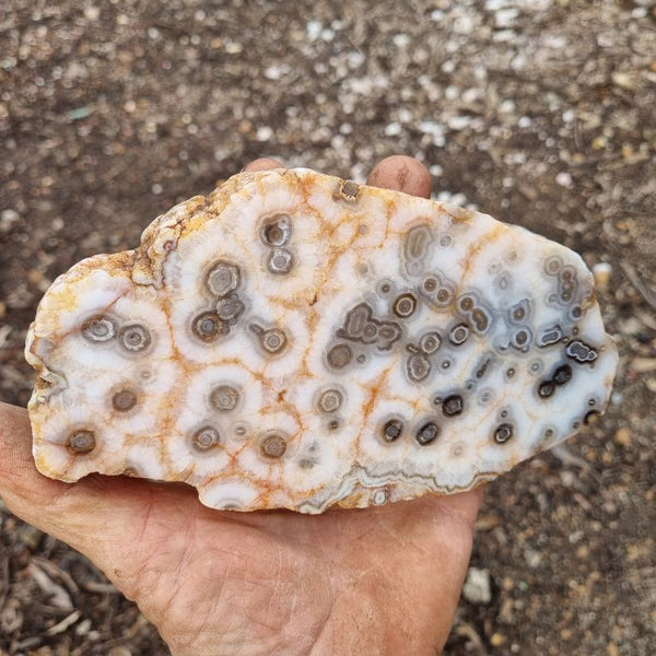 Polished Kumarina Agate KA133
