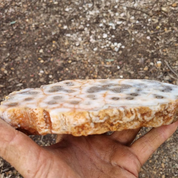Polished Kumarina Agate KA133