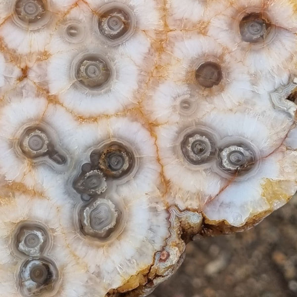 Polished Kumarina Agate KA133