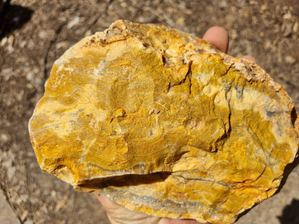 Polished Crazy Lace Agate  CLA259