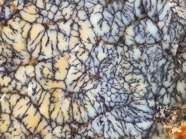 Dendritic Opal  rough.  DOR 201