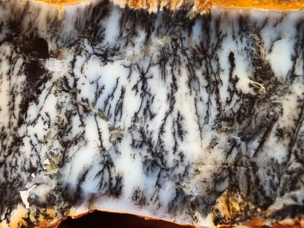 Dendritic Opal  rough.  DOR 202