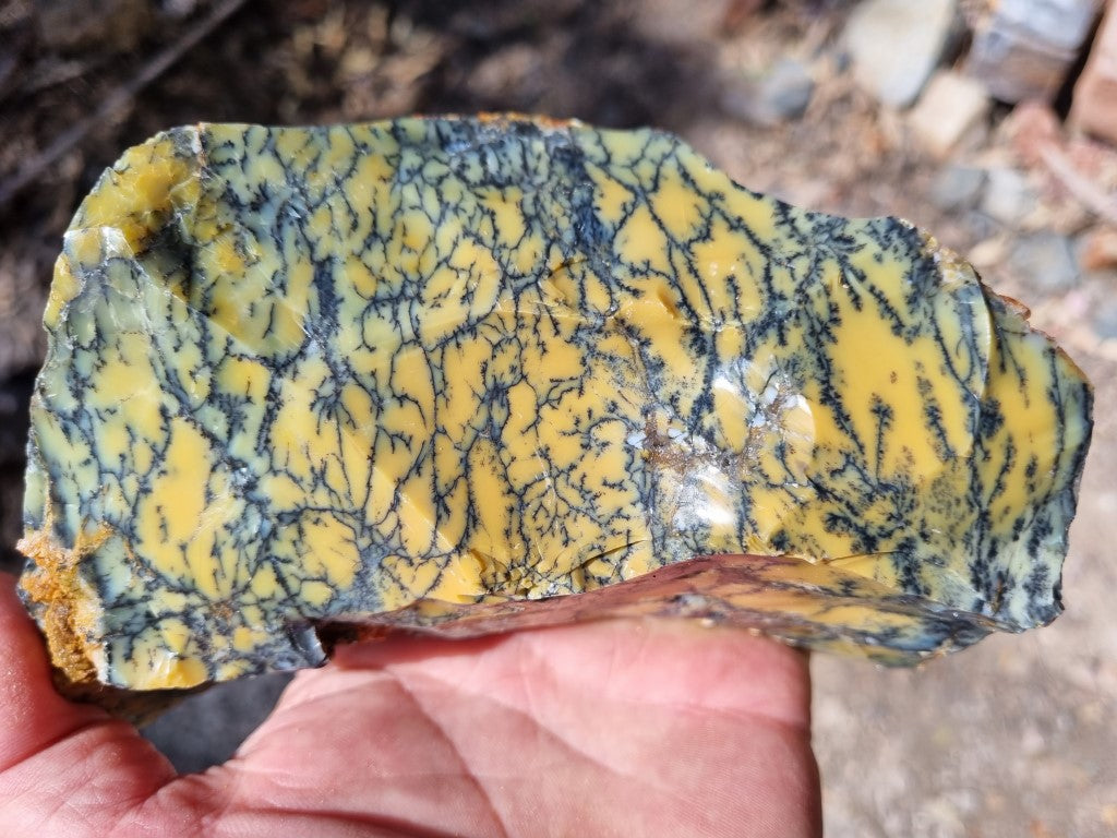 Dendritic Opal  rough.  DOR 203