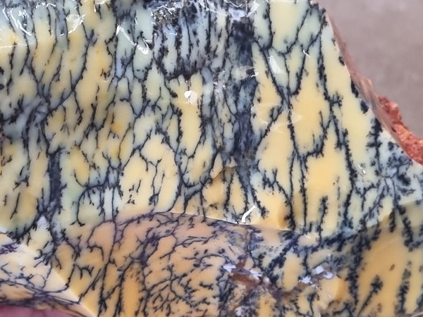 Dendritic Opal  rough.  DOR 203
