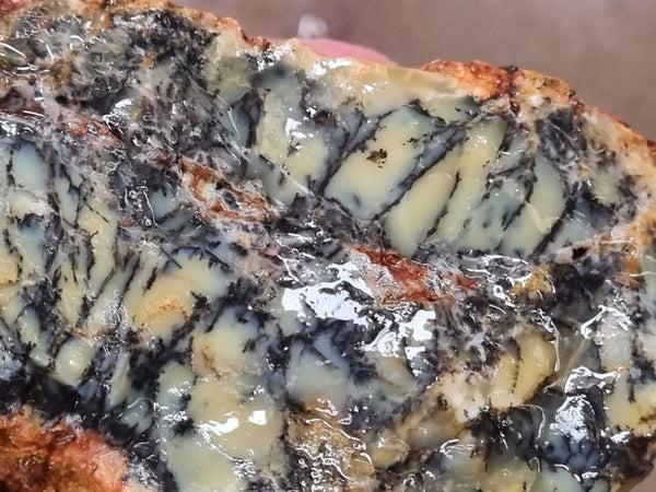 Dendritic Opal  rough.  DOR 203