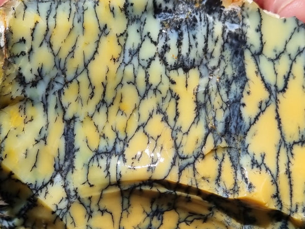 Dendritic Opal  rough.  DOR 203