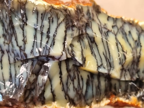 Dendritic Opal  rough.  DOR 205