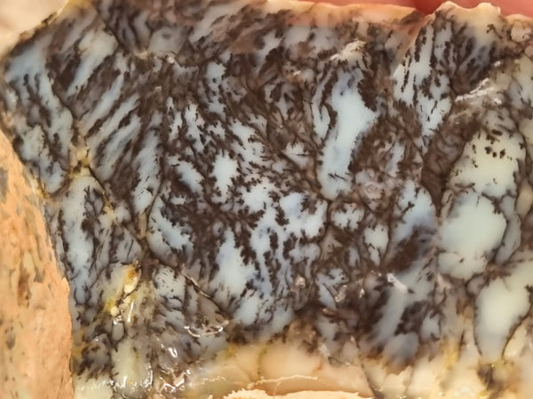 Dendritic Opal  rough.  DOR 207