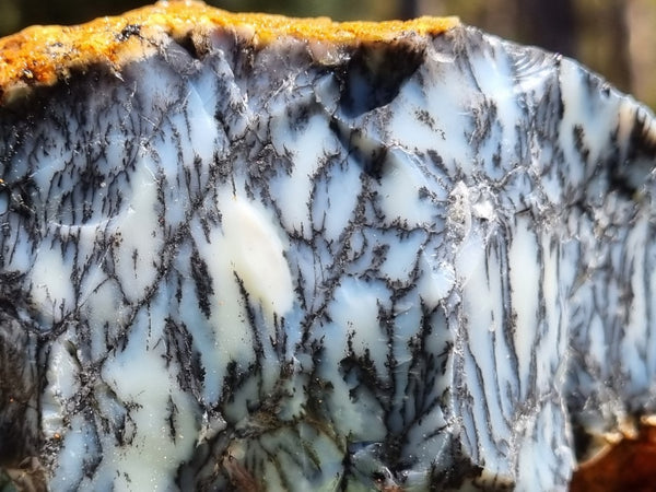 Dendritic Opal  rough.  DOR 202