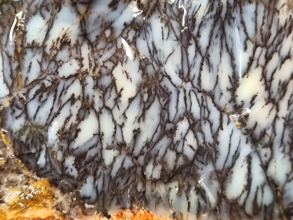 Dendritic Opal  rough.  DOR209
