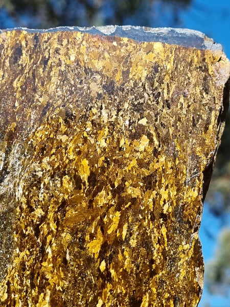 Polished Golden Amphibolite GA147