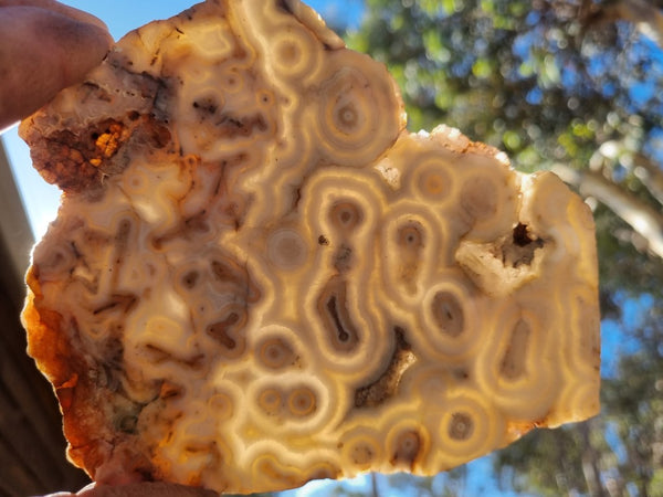 Polished Kumarina Agate slab KA140