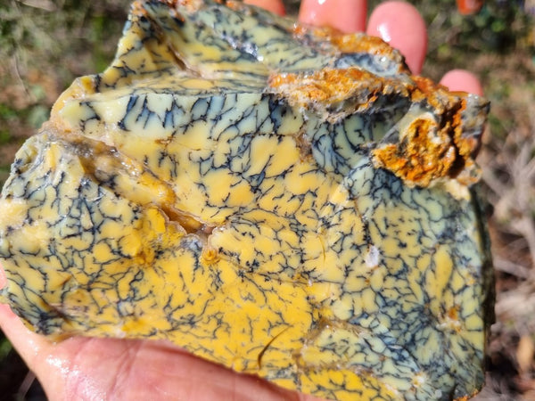 Dendritic Opal  rough.  DOR227