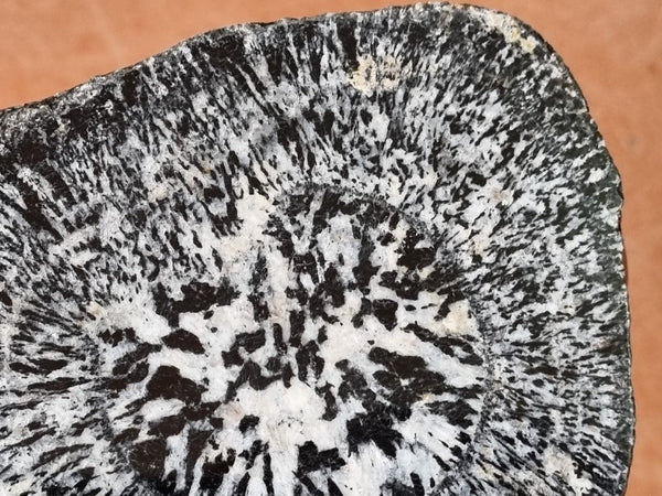 Polished Orbicular Granite. OG181