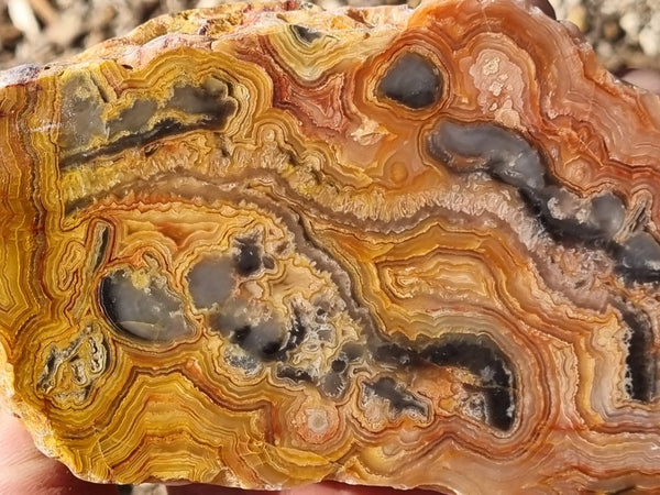 Polished Crazy Lace Agate  CLA261