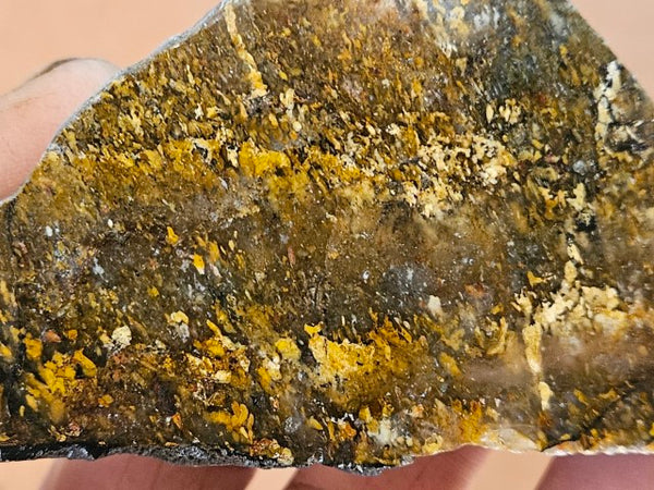 Polished Golden Amphibolite GA155