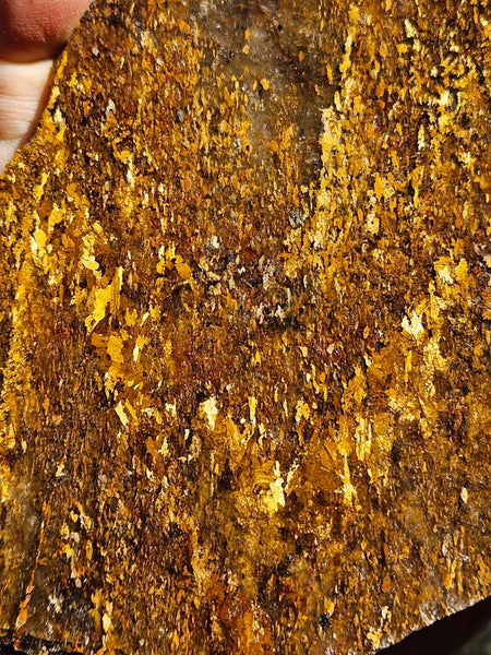 Polished Golden Amphibolite slab GA156