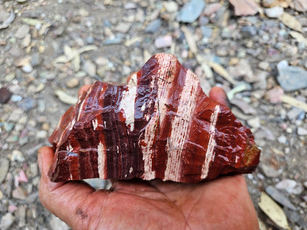 Snakeskin Jasper rough.  SSR 147