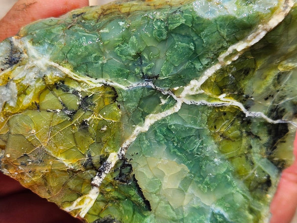 Green Opal  rough.  GOR 127