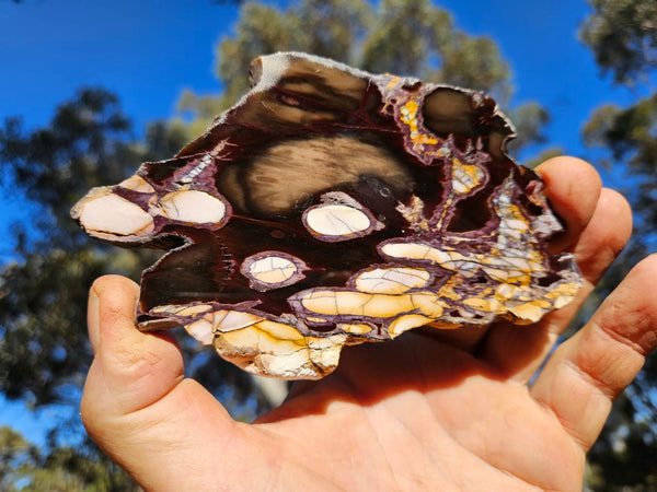 Polished Peanut Wood slab PW306 – GemstoneGeeks.