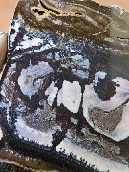 Polished Outback Jasper slab OJ172