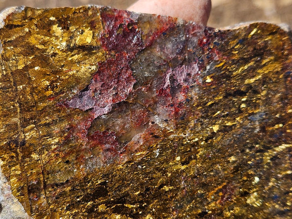 Polished Golden Amphibolite slab GA162